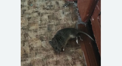 Дезинфекция от мышей в Грязовце