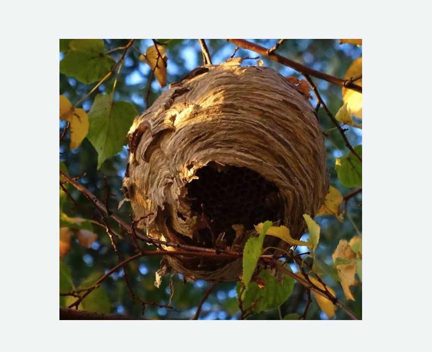 Обработка от шершней в Грязовце