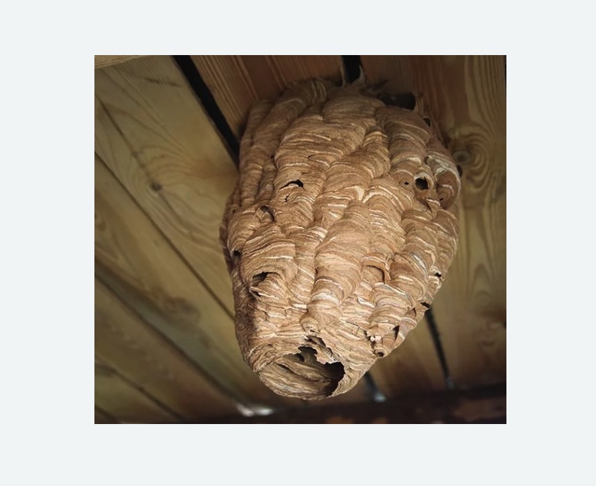 обработка от шершней в Грязовце