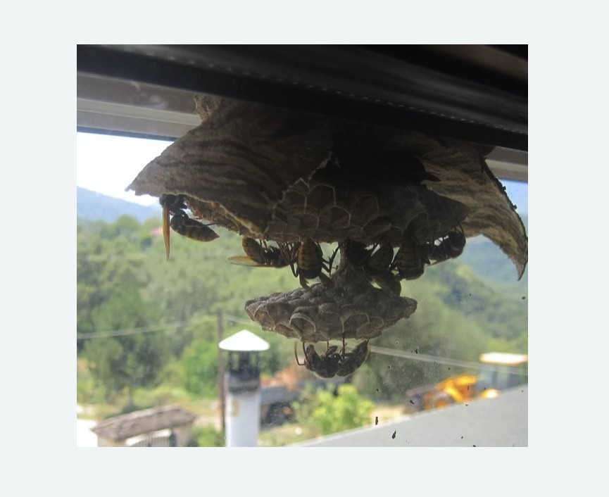 Уничтожение гнёзд шершней в Грязовце