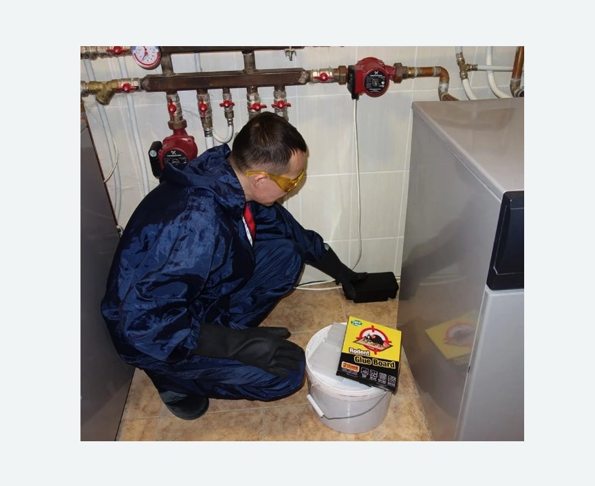 Уничтожение крыс в Грязовце