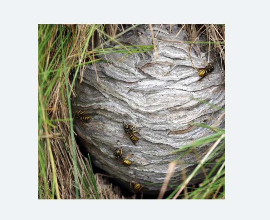 Уничтожение ос и ульев в Грязовце